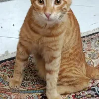 گربه
