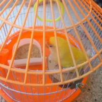 گمشده