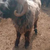 میش|حیوانات مزرعه|شوشتر, |دیوار