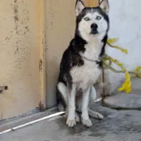 سگ هاسکی ماده چشم یخی