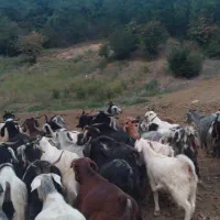 بزهای ابست سینه کرده و نر بزغاله و ماده بزغاله|حیوانات مزرعه|مینودشت, |دیوار