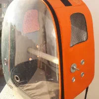 طوطی گرینچیک|پرنده|مشهد, الهیه|دیوار