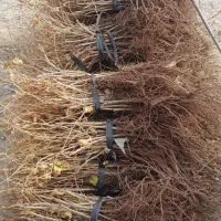 فروش انواع نهال های دیرگل و زودگل