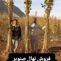 صنوبر نیگرا