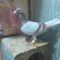 کبوتر آلمانی پلنگ سبز ماده