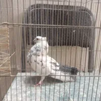 کفتر نر کاکلی