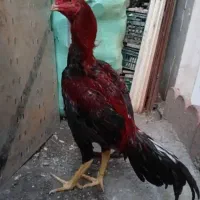 جوجه لاری ۸ ماهه