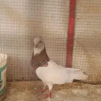 کبوتر‌طوقی