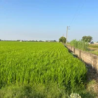 زمین تجاری ۷ هکتاری بر اتوبان کیاکلا به جویبار|فروش دفتر صنعتی، کشاورزی، تجاری|بابل, |دیوار