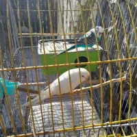 مرغ عشق با قفس و لوازم کامل