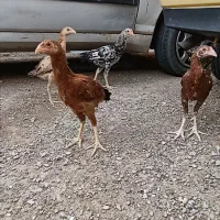 جوجه لاری