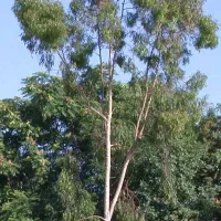 نهال اکالیپتوس.