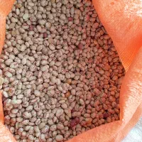 بازاریاب موادغذایی