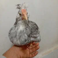 مرغ و خروس گلین طوسی نیمچه .جوجه|حیوانات مزرعه|اسلامشهر, شاطره|دیوار