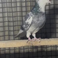 کبوتر اصیل و پرشی