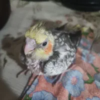 فروش عروس هلندی جفت