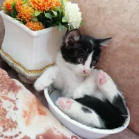 واگذاری رایگان بچه گربه های شیطون، ملوس|گربه|شیراز, رکنآباد|دیوار