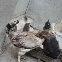 مرغ و خروس لاری|حیوانات مزرعه|مهریز, |دیوار