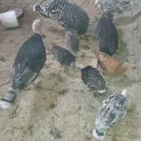 فروش ۱۰عدد بوقلمون|حیوانات مزرعه|دیواندره, |دیوار