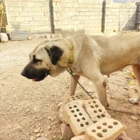 واگذاری سرابی خالص سرابی پژدردوبرمن خونگی|سگ|کرمانشاه, |دیوار