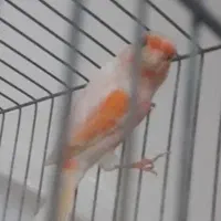 قناری نر و ماده