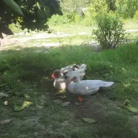 فروش گله اردک خارجی نر وماده درشت|حیوانات مزرعه|ساری, |دیوار