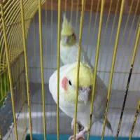یک جفت عروس هلندی