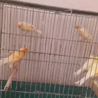 قناری پرتقالی نر مست و بخون|پرنده|اصفهان, قلعه طبره|دیوار