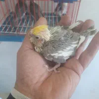 مرغ عشق|پرنده|مبارکه, |دیوار