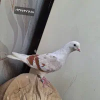 کبوتر دوتا شکار شکار