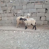 بره نر