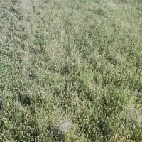 200 متر زمین|فروش زمین و ملک کلنگی|خلخال, |دیوار