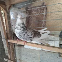 کبوتر