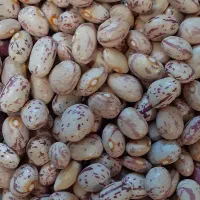 لوبیا چیتی درجه یک