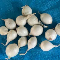 پیاز مینروا دستگیری  و راتا سفیداضاف از کاشت