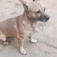 سگ پاکوتاه