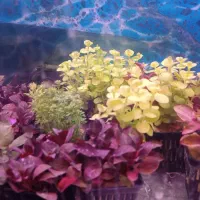 گیاه طبیعی اکواریوم|ماهی|اردبیل, |دیوار