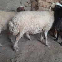 ۱۰عدد گوسفند همه شیره دار آبستن پستان کرده|حیوانات مزرعه|ایلام, |دیوار