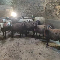 فروش بره گوسفند ماده