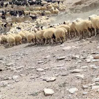 فروش میش داشتی  معاوضه با سواری یا نقدی