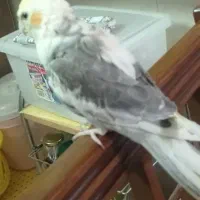 عروس هلندی دستی گمشده