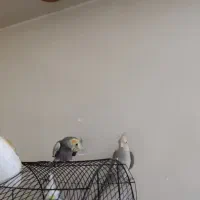 یه جفت عروس هلندی بازیگوش|پرنده|تهران, مینای شمالی (مخبر)|دیوار