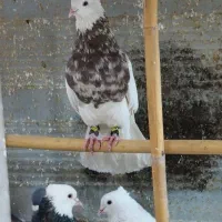 کبوتر طوقی گله خالدار