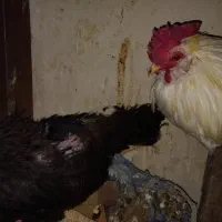 خروس|حیوانات مزرعه|اصفهان, حصه جنوبی|دیوار