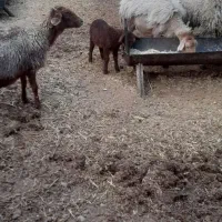 میش و بره و بز