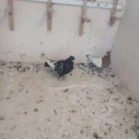 کفتر