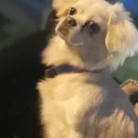 سگ پیکینز بازیگوش(معاوضه هم دارم)