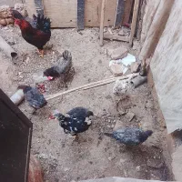 جوجه گلین