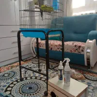 عروس هلندی|پرنده|ایلام, |دیوار