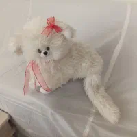 گربه سفید در حد نو فقط ۲۵۰هزار تومن